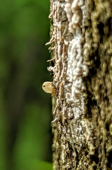 Spottel Lanternfly Nymph by Jason Bielski