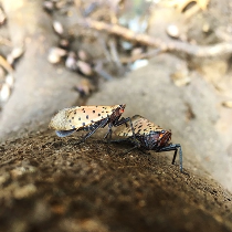 Spotted Lanternfly Photo by Jason Bielski